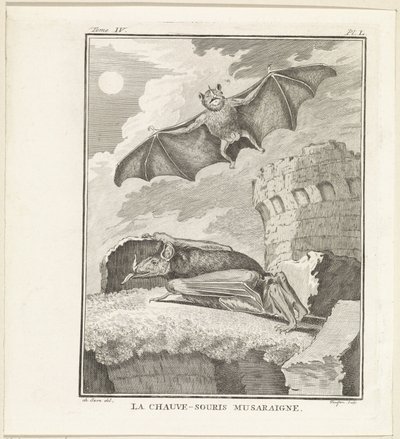 Bats by W. Tringham