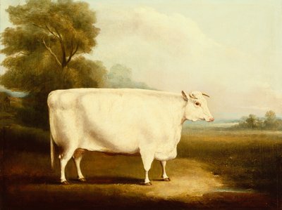 A Short Horn Steer in a Field by W Willoughby