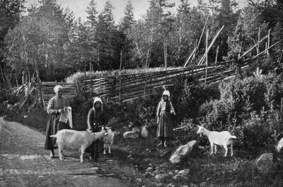 Goat Farming in Dalarna, Sweden by Wald Zachrisson