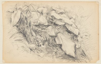 Study of Grass and Plants by Walter Clark