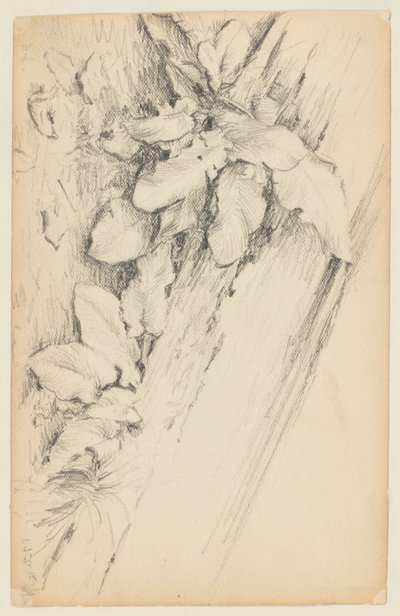 Study of Plants and Rotten Tree Trunk, 155th Street by Walter Clark
