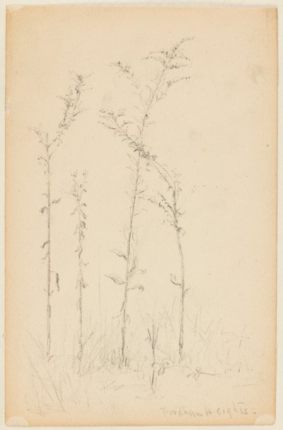 Study of Wild Plants, Fordham Heights by Walter Clark