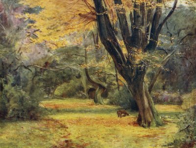 The New Forest: Maples, near Queen