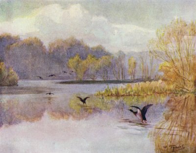 The New Forest: The Pool at Minstead Mill by Walter Frederick Roofe Tyndale