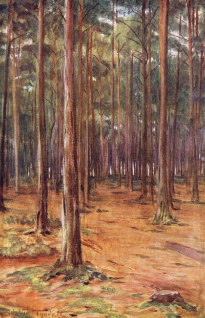 Wessex: Pine-Woods Near Bournemouth by Walter Frederick Roofe Tyndale