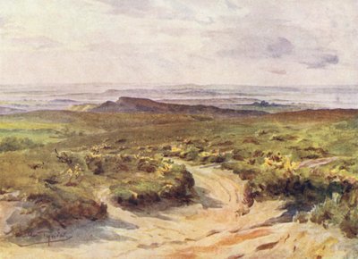 Wessex: Studland Heath, Poole Harbour in the Distance by Walter Frederick Roofe Tyndale