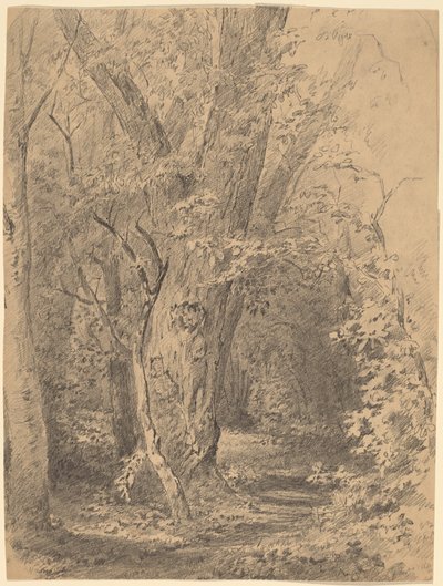 Tree and Foliage by Walter Shirlaw