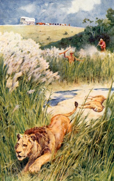 The Boers of the Party Boldly Tackled a Lion and Lioness by Walter Stanley Paget