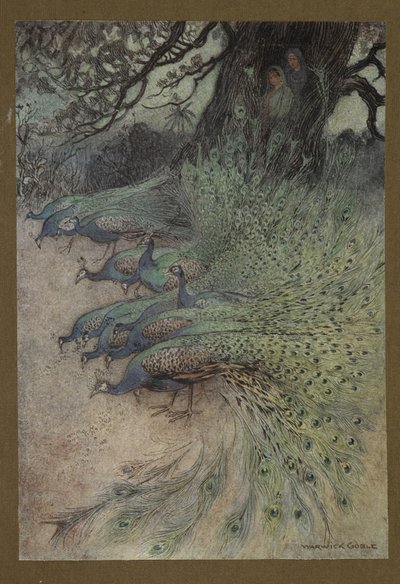 Hundreds of peacocks of gorgeous plumes came to the embankments to eat the khai, from 