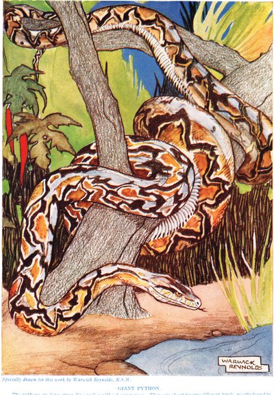 Giant Python by Warwick Reynolds