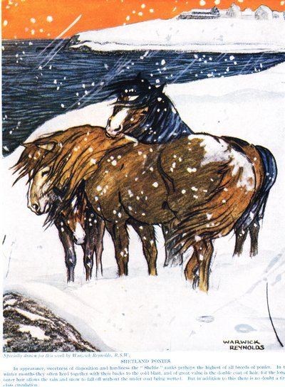 Shetland Ponies, Illustration from 