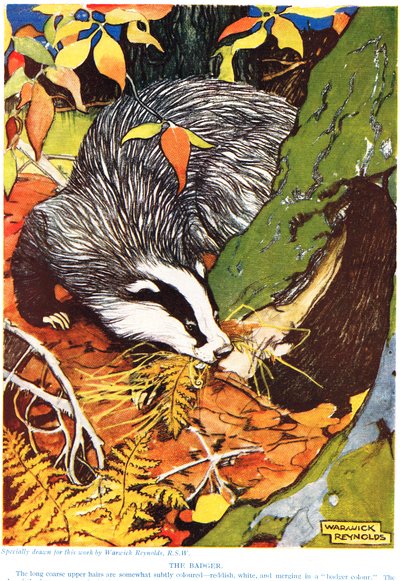 The Badger, from 