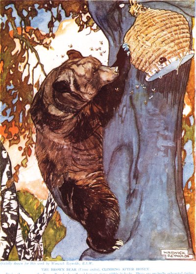 The Brown Bear, climbing after honey, illustration from 
