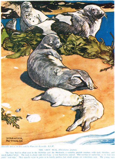 The Grey Seal, Illustration from 