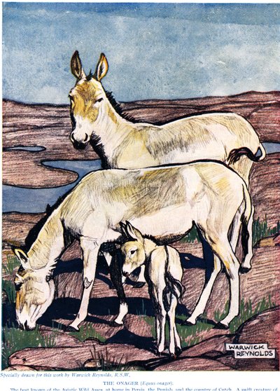 The Onager, from 