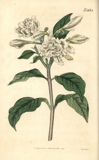 Crown of Nero - Pinwheel Flower, Tabernaemontana divaricata (Broad-leaved rosebay, Nerium coronarium). Handcoloured botanical engraving from John Sims