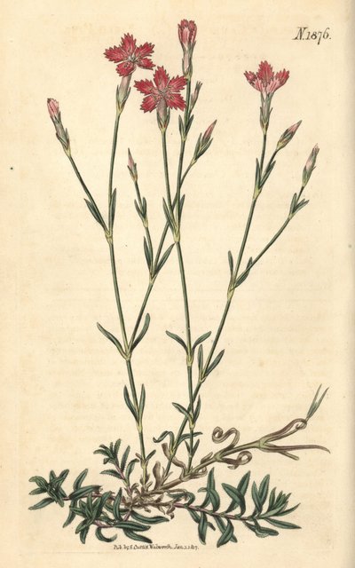 Field Carnation - Field Pink, Dianthus campestris. Handcoloured botanical engraving from John Sims
