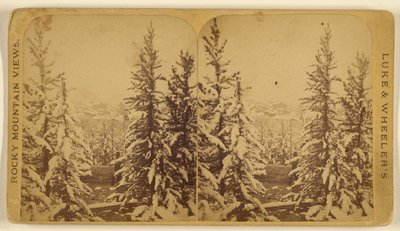 Trees with Snow, Leadville, Colorado by Wellington O. Luke and Dansford Noble Wheeler