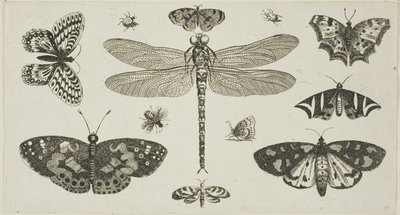 A Dragonfly, Ladybirds, and Butterflies, from Diversae Insectorum...Figurae by Wenceslaus Hollar