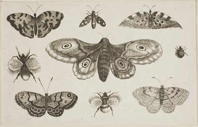 A Moth, Butterflies, and Bees by Wenceslaus Hollar
