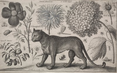Animals and Plants: Leopard with Plants and Insects by Wenceslaus Hollar