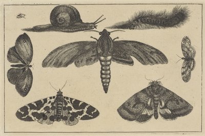 Three Moths, Butterflies, Beetle, Snail, and Caterpillar by Wenceslaus Hollar
