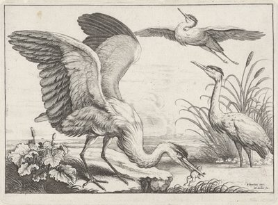 Three Herons by Wenceslaus Hollar