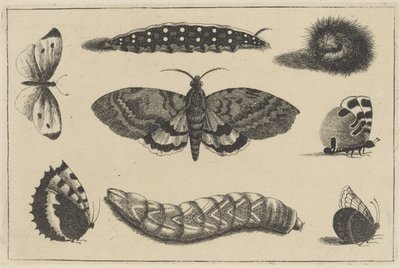 Three Caterpillars, a Moth, and Four Butterflies by Wenceslaus Hollar