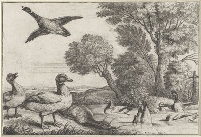 Ducks (Diversae avium species series) (Various Birds series) by Wenceslaus Hollar