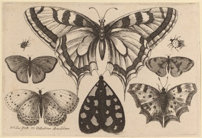 Five Butterflies, a Moth, a Beetle, and a Spider by Wenceslaus Hollar