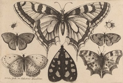 Five Butterflies, a Moth, and Two Beetles, 1646 by Wenceslaus Hollar