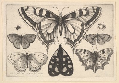 Five Butterflies, a Moth and Two Beetles by Wenceslaus Hollar