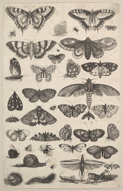 Forty-One Insects, Including Moths and Butterflies by Wenceslaus Hollar