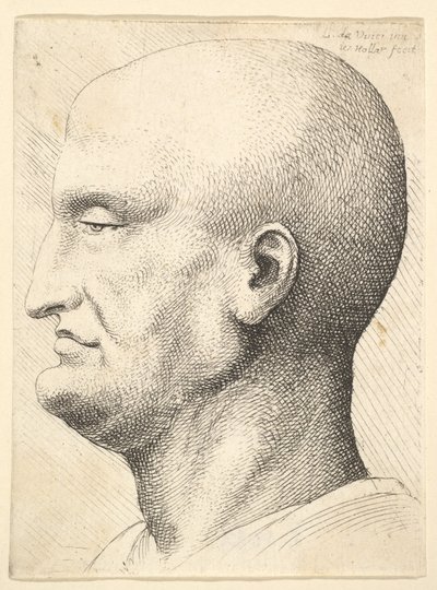 Head of a bald man in profile to left, 1644-52 by Wenceslaus Hollar