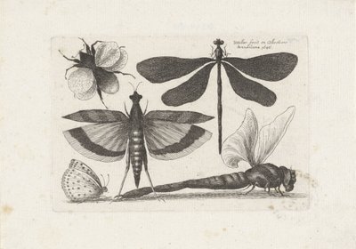 Dragonflies, Butterfly, and a Bumblebee by Wenceslaus Hollar