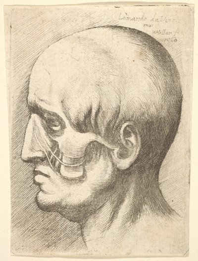 Male head in profile to left with muscles exposed, 1660 by Wenceslaus Hollar