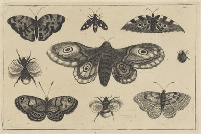 Moth, Four Butterflies, Two Bumblebees, and Two Other Insects (Various Insects) by Wenceslaus Hollar