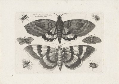 Moths and Small Insects by Wenceslaus Hollar