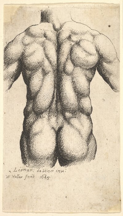 Naked Male Torso Seen from Behind by Wenceslaus Hollar