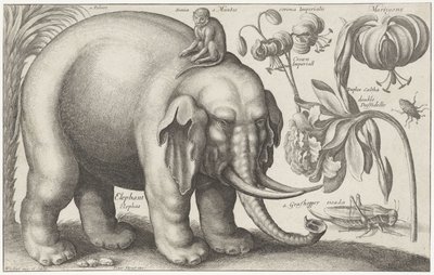 Elephant, Monkey, Flowers and Insects by Wenceslaus Hollar