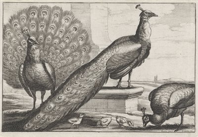 Peacocks (series title: Various Species of Birds) by Wenceslaus Hollar