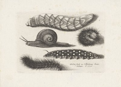 Caterpillars and a Snail (series title: Insects, Muscarum Scarabeorum) by Wenceslaus Hollar