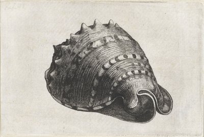 Shell, Cassis Cornuta (Shells) by Wenceslaus Hollar