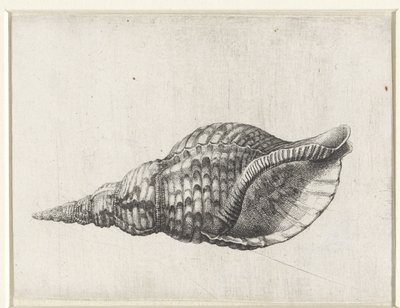 Schelp, Charonia Tritonis (Schelpen Series Title) by Wenceslaus Hollar