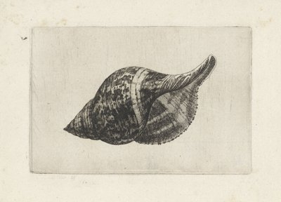Shell, Fasciolaria Tulipa by Wenceslaus Hollar