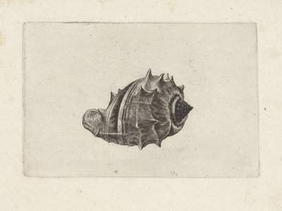 Shell, Melongena Melongena by Wenceslaus Hollar