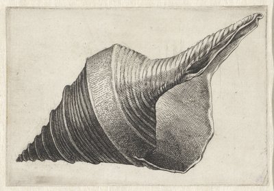 Shell, Syrinx Aruanus by Wenceslaus Hollar