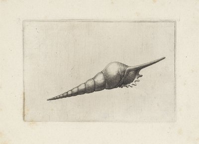 Shell, Tibia Fusus Melanocheilus by Wenceslaus Hollar