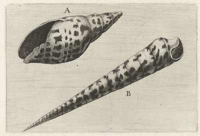 Shells, Mitra Cardinalis (A) and Terebra Subulata (B) by Wenceslaus Hollar