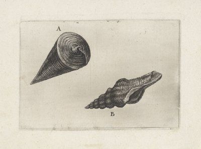 Shells, Telescopium Telescopium (A) and Fusinus Laticostatus (B) (Shells) by Wenceslaus Hollar
